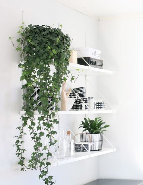 An English Ivy Plant on a monochrome shelves Indoor Vines, Easy House Plants, Diy Hanging Shelves, Trendy Plants, Diy Lampe, Hanging Plants Indoor, Ivy Plants, Dekor Diy, Growing Plants Indoors