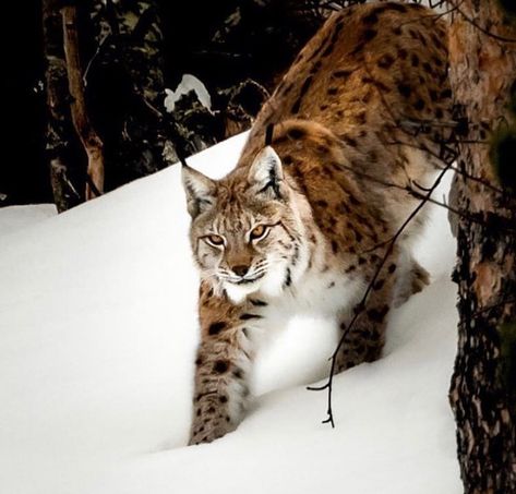 Quizwhat animal is it?... Bobcat Pictures, Canada Lynx, Northern Norway, Cutee Animals, Exotic Cats, Kinds Of Cats, Kitty Kitty, Big Cat, Pet Puppy