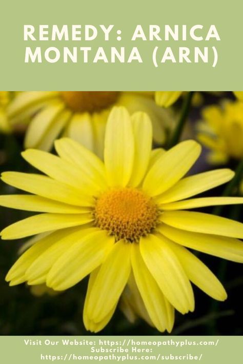 Remedy: Arnica Montana (Arn): Arnica is best-known as a remedy for bruising and injuries to soft tissues following blows, falls, surgery. and childbirth ... but what else does it cover?  #Bruising #Surgery #Injuries #Homeopathy Homeopathy Remedies, It Cover, Arnica Montana, After Surgery, Homeopathy, Surgery, Montana, Knowing You