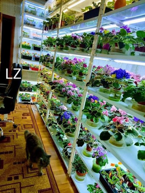 Growing a Little World of African Violets African Violet Collection, Violet Plants, African Violets Plants, Violet Plant, Stylish Petite, African Violet, Plant Ideas, Delicate Flowers, African Violets