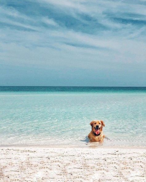 Outdoor Pet Gate, Golden Retriever Beach, Outdoor Dog Area, Golden Retriever Shirt, Cute Dogs Images, Dog Area, Robinson Crusoe, Dog Camping