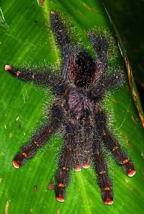 ˚Pink-toed tarantula (Avicularia avicularia) - Colombian Amazon  by Arthur Anker @ Flickr Avicularia Avicularia, Dangerous Spiders, Spider Web Drawing, Pet Tarantula, Arachnids Spiders, Spider Species, Wolf Spider, Spider Costume, Pet Spider