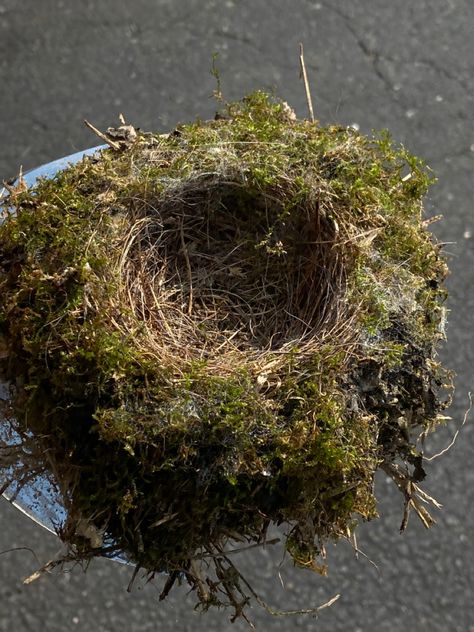 Aesthetic bird nest #moss #birds Bird Nest Aesthetic, Bird Nest Photography, Nest Aesthetic, Harpy Character, Fire Moodboard, Raven Oc, Diy Bird Nest, Nature Guardian, Aesthetic Bird