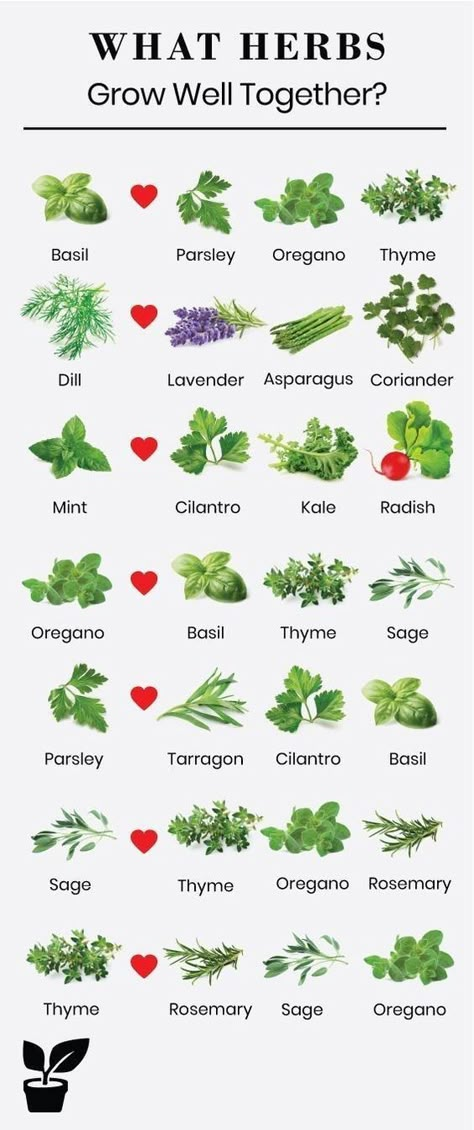 What Herbs Grow Well Together, Herb Companion Planting, Plantarea Legumelor, Companion Gardening, Outdoor Herb Garden, Garden Growing, Indoor Herb Garden, Herbs Indoors, Plant Identification