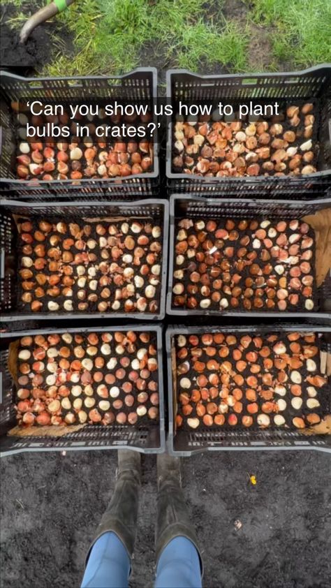 Bulb crates are an awesome way to plant your tulips when you’re treating them as annuals. Only trick? The crates are hard to find. Here’s… | Instagram Plant Tulips, Planting Tulip Bulbs, Growing Tulips, Cut Garden, Growing Cut Flowers, Flower Garden Plans, Cut Flower Farm, Growing Bulbs, Planting Tulips