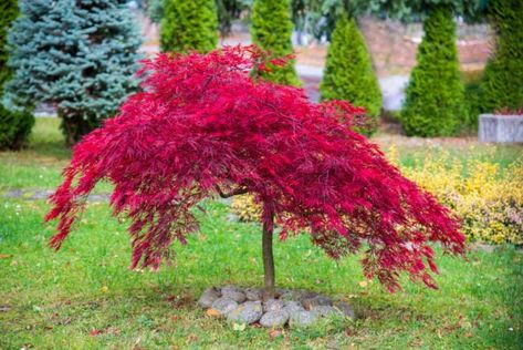 Crepe Myrtle Trees, Plants For Small Gardens, Trees For Front Yard, Late Summer Flowers, Myrtle Tree, Japanese Maples, Crabapple Tree, Japanese Maple Tree, Crape Myrtle