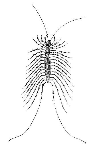 House Centipede, Centipede Tattoo, Dragon Tattoo Art, Angel Tattoo, Dragon Tattoo, Art Tattoo, Tatting, Google Images, Image Search