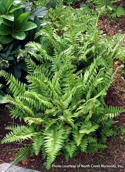 Polystichum Acrostichoides, Wildlife Garden Design, Part Shade Flowers, Hardscape Backyard, Best Plants For Shade, Christmas Fern, Shade Landscaping, Shade Garden Design, Plants Uk