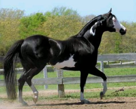 Gorgeous paint Cheval Pie, Pinto Horses, American Paint Horse, Pinto Horse, Paint Horse, Quarter Horses, Most Beautiful Horses, Most Beautiful Animals, Majestic Horse