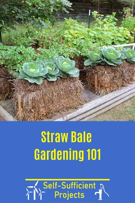 Straw Bail Gardens, Hay Bail Garden, Hay Bale Gardening Raised Beds, Hay Bale Garden, Straw Bale Gardening Layout, Straw Gardening, Haybale Gardening, Hay Bale Gardening, Strawbale Gardening