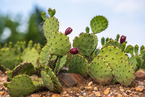 Gardens For Small Spaces, Lambs Ear Plant, Deer Resistant Garden, Silver Plant, Light Purple Flowers, Rock Garden Plants, Deer Resistant Plants, Perennial Flowers, Rock Gardens