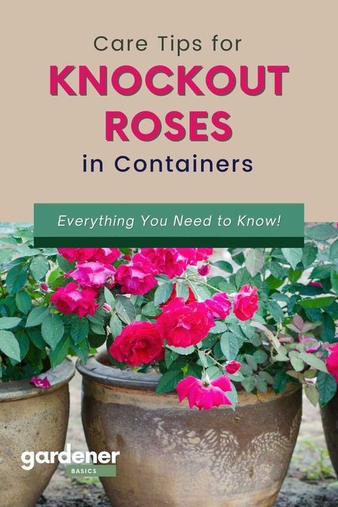 Rose Garden In Pots, How To Grow Roses In Pots, Rose Container Gardening, Roses In Containers Pots Patio, Roses In Containers, Roses In Pots, Knockout Roses Care, Double Knockout Roses, Container Roses