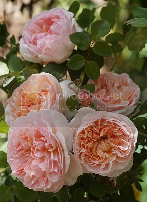 Apricot Rose Bouquet, Apricot Roses, Rose Garden Landscape, Shasta Daisies, Roses Beautiful, Rose Belle, Austin Rose, Rose Varieties, Cottage Garden Design