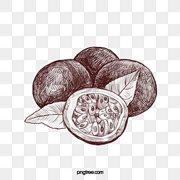 seasonal fruits,passion fruit line drawing,cartoon illustration,hand drawn line drawing,fruit line drawing,good to eat,fresh,fruit,delicious,drawing,line Passion Fruit Drawing, Fruit Line Drawing, Drawing Fruit, Fruit Tattoo, Fruit Clipart, Seasonal Fruits, Eat Fresh, Fruits Drawing, Archi Design