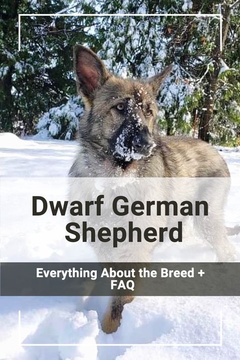 Dwarf German Shepherds combine the intelligence of the standard breed with a more compact size. Learn more about this fascinating variation. #DwarfGermanShepherd #DogBreed #DogsAndPuppies Dog Tricks, Dog Hacks, Dog Tips, Dog Ideas, Shepherd Dogs, Dog Products, Healthy Dogs, German Shepherds, Service Dogs