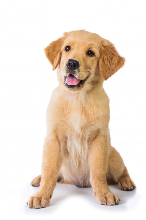 Golden retriever dog sitting on the floo... | Premium Photo #Freepik #photo #dog #animal #cute #golden Welsh Corgi Pembroke, Sitting Dog, Puppy Sitting, Golden Puppy, Golden Retriever Puppies, 강아지 그림, Tiny Puppies, Labrador Retriever Puppies, Retriever Puppies