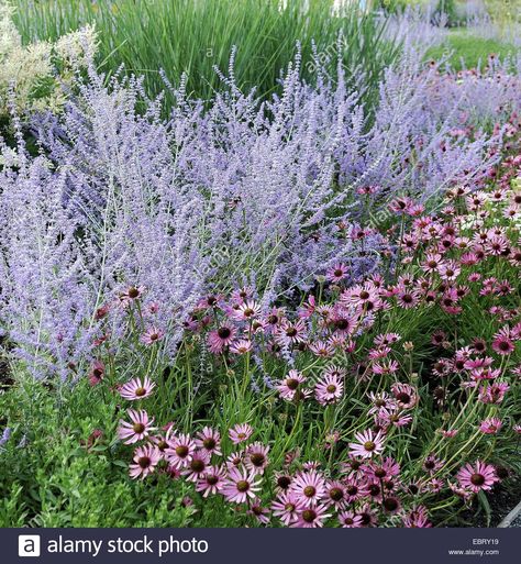 Perovskia 'Blue Spire'- AGM twice 1.5 m height Perovskia Atriplicifolia, Perovskia Blue Spire, Hampton Court Palace Gardens, Bee Friendly Plants, Lawn Alternatives, Planting Design, Border Plants, Spring Flowering Bulbs, Mediterranean Garden