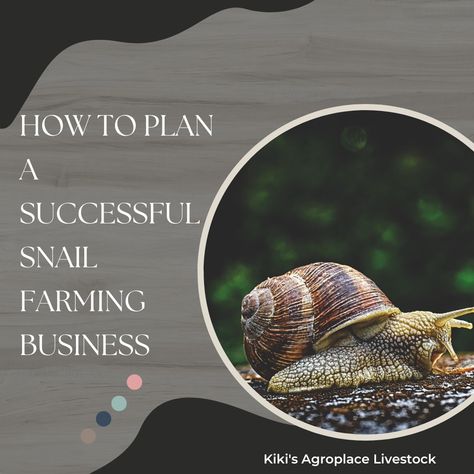 How to plan snail farming business in five steps. Snail Farming Housing, Insect Farming, Giant African Land Snail Enclosure, Snail Rescue, Snail Facts, Snail Farming, African Land Snail, Farming Business, Source Of Protein