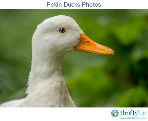 Ducks Photos, Pekin Ducks, Pekin Duck, Duck Photo, Magnificent Jewels, Duck Head, Animal Heads, Pretty Horses, Pictures To Paint