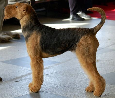 Airedale Terrier Grooming: The Essential Guide with Pictures of Haircuts Airedale Dogs, Hypoallergenic Dog Breed, Akc Breeds, Grooming Style, Welsh Terrier, Hypoallergenic Dogs, Companion Dog, Airedale Terrier, Large Dog Breeds