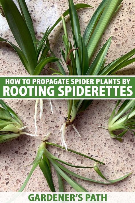 A close up vertical image of baby spider plants removed from the parent and set on a stone countertop. To the center and bottom of the frame is green and white printed text. Spider Plant Propagation, Spider Plant Babies, Household Plants, Plant Care Houseplant, Spider Plant, Succulent Garden Diy, Inside Plants, Growing Plants Indoors, Indoor Plant Care