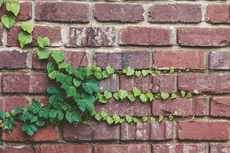 Leigh Love for Stocksy United Boston Ivy, Red Brick Wall, Old Brick Wall, Facade Lighting, Best Background Images, Old Bricks, Brick Facade, Outdoor Pergola, Red Bricks