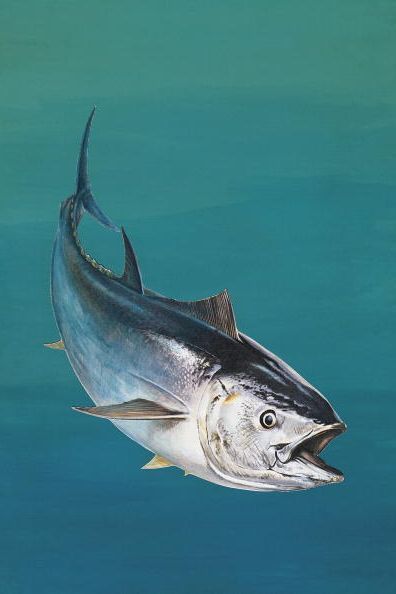 Atlantic Bluefin Tuna, Fish Benefits, Ocean Food, Loggerhead Sea Turtle, Tuna Fishing, Bluefin Tuna, Travel Ireland, Gray Whale, Tuna Fish