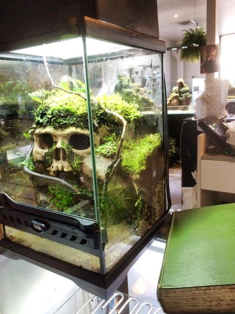 .: Terrarium Setup, Dart Frog Vivarium, Snake Terrarium, Frog Terrarium, Snake Enclosure, Frog Tank, Gecko Terrarium, Amazing Aquariums, Reptile Room