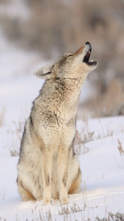 Coyote Howling, Coyote Animal, Wolf Poses, Baby Wolves, North American Animals, Coyote Hunting, Desert Animals, African Wild Dog, Wolf Photos