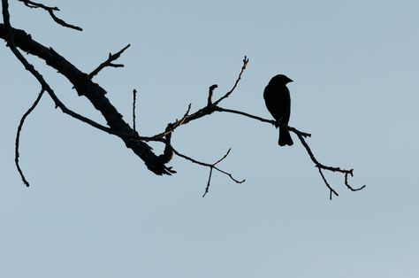 Bird On Tree Branch, Branch Silhouette, Paintings Easy, Watercolor Paintings Easy, Bird Photo, Blue Bird, Tattoo Ideas, Watercolor Paintings, Birds