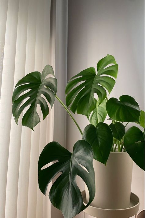 How Pinterest Sees Me Plants, How Does Pinterest See Me As A Aesthetic, Indoor Monstera Plant, Monstera Plant Aesthetic, Monstera Aesthetic, Green Plants Aesthetic, Planta Monstera, نباتات منزلية, Plant Aesthetic