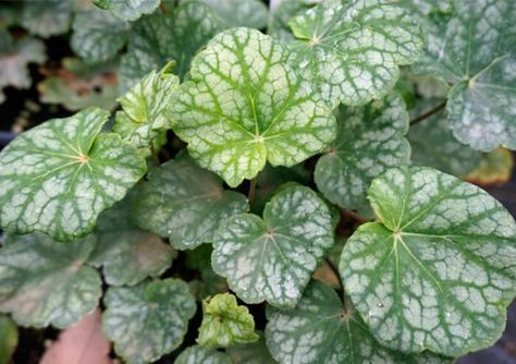 Heuchera Americana, Panda Nursery, Coral Bells Heuchera, Coral Bells, Clay Soil, Parts Of A Plant, Cream Flowers, Red Panda, Back Garden