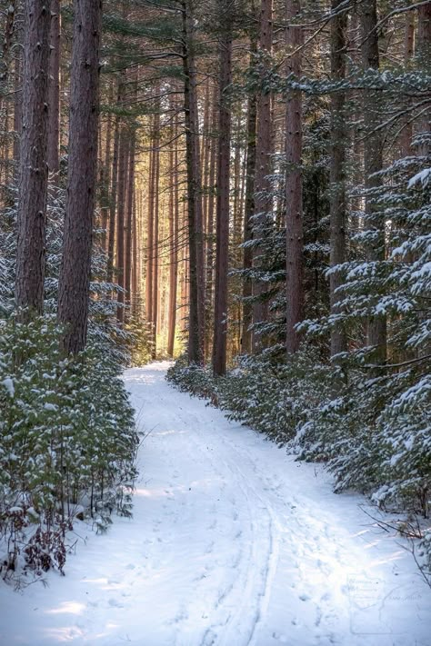 Snowy Woods, Winter Woods, Snow Forest, Snowy Forest, Winter Nature, Winter Wood, Winter Magic, Winter Scenery, Winter Beauty