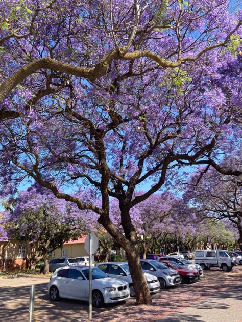 Jacarandas purple flowers tuks up university of pretoria hatfield campus University Of Pretoria, Romanticizing School, Pretoria, 2024 Vision, Student Life, Purple Flowers, Vision Board, Career, University