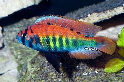 Christmas fulu cichlid Mbuna Cichlids, African Cichlid Tank, African Cichlid Aquarium, Cichlid Tank, South American Cichlids, Cichlid Aquarium, Malawi Cichlids, Cichlid Fish, Betta Aquarium