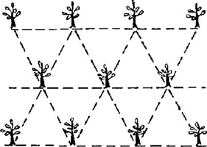 p017c.gif (426×303) Planting Layout, Durian Tree, Orchard Design, Farm Plans, Planting Trees, Permaculture Design, Paper Craft Diy Projects, Fruit Plants, Permaculture