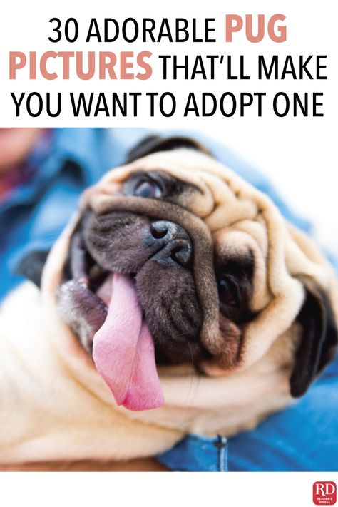 30 Adorable Pug Pictures That’ll Make You Want to Adopt One — If you already have too many dogs, think twice before looking at these cute pug pictures...because you’re definitely going to want to get a new puppy! #Pugs #Dogs #Pug #PugPictures #Dog #DogPhotos #PuppyPhotos #PuppyPictures #PugPhotos Dogs Captions Instagram Cute, Pug Quotes Funny, Funny Pug Pictures, Pug Quotes, Cute Pug Pictures, Pug Photos, Adoption Photos, Modern Gardens, Cute Pug Puppies