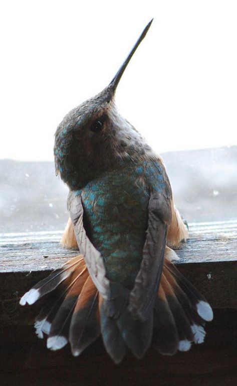 Hummingbird Sitting, Tiny Bird, Animal Planet, Little Bird, Bird Watching, Animals Friends, Love Birds, Beautiful Creatures, Beautiful Birds