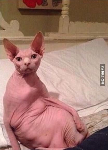 "Can you send me a nude?" Me: Fat Hairless Cat, Cute Hairless Cat, Kitten Drawing, Hairless Cat, Sphynx Cat, Fat Cats, Sphynx, Funny Animal Pictures, Cat Pics