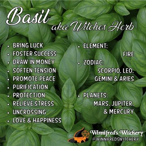 Basil Meaning Witchcraft, Basil Witchcraft Uses, Basil Magical Uses, Basil Spells, Basil Meaning, Basil Magical Properties, Basil Magic, Basil Uses, Witchcraft Herbs