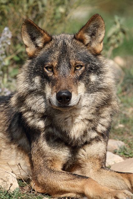 Iberian Wolf, Wolf World, Tattoo Pics, Wolf Photos, Timber Wolf, Awesome Tattoo, Speed Internet, Wolf Love, Wild Wolf