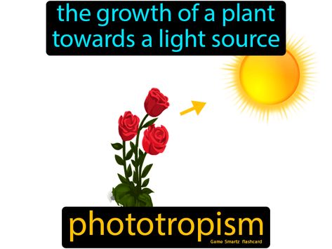 Phototropism definition: The growth of a plant towards a light source. Study Buddy, 9th Grade, Easy Science, Dress Drawing, Photosynthesis, Funny Tweets, Light Source, Biology, Physics