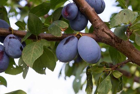 The Brooks Plum Tree is a popular prune plum variety favored among home orchard growers. It produces large, sweet fruit with a stunning bluish/purple Types Of Plums, Wild Plum Tree, Plum Varieties, Prune Plum, Prune Fruit, Plum Seed, Fruit Bearing Trees, Compost Soil, Purple Fruit