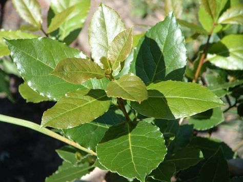 Laurus nobilis - 'Lauraceae' Bay Leaf - Bay Plant - Bay leaves have a mild flavor used to flavor soups, stews, and braises. Remove the leaf before serving your food as they can be abrasive in the digestive tract. They can grow to 60' high and 20' wide as a shrub or tree and prefer full sun. Healing Fruits, Bay Leaf Plant, Repel Flies, Laurel Plant, Bay Trees, Sweet Laurel, Thumbnail Photo, Bay Laurel, Laurel Tree