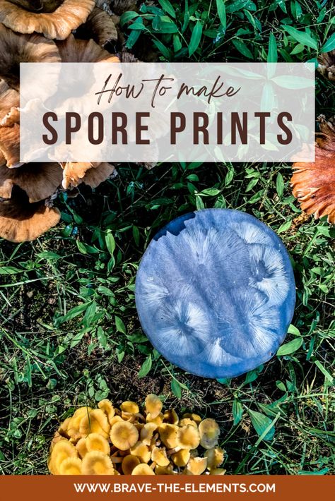 Mushroom Spore Print, Spore Prints, Spore Print, Art Mushrooms, Land Ideas, Kid Diy, Poisonous Mushrooms, Mushroom Spores, Types Of Fungi