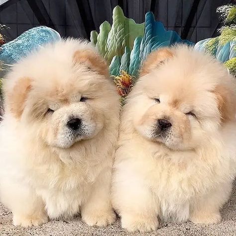 14 Interesting and Fun Facts About Chow Chow You Might Not Know - PetPress Chow Dog Breed, Funny Dog Tshirts, Chow Puppies, Popular Dog Names, Dog Breed Names, Chow Chow Puppy, Chow Chow Dogs, Lovers Photos, Puppy Chow