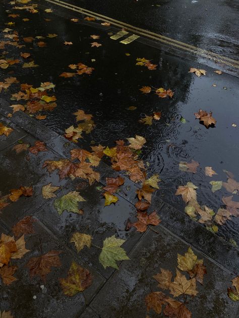 Autumn Aesthetic Rainy Days, Rainy Brown Aesthetic, Rainy September Aesthetic, Rain In Autumn Aesthetic, Autumn Rainy Days, Gloomy Rainy Day Aesthetic, Rainy Day Aethestic, Fall Rainy Aesthetic, Autumn Weather Aesthetic