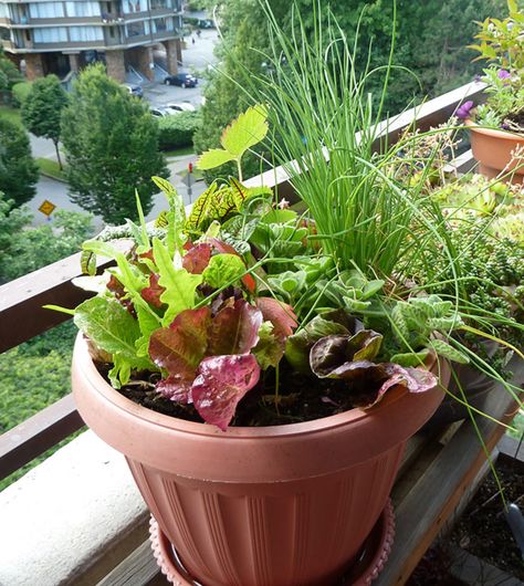 How and Why We Grow Lettuce in Containers. There is a plant that's pretty, useful and very amenable to life in a pot: lettuce. Get started growing some even in a small or shaded space! Planting Lettuce In Pots, Lettuce Planter Ideas, Lettuce Container Garden, Potted Lettuce Plants, Lettuce Planters, Planting Lettuce In Containers, Lettuce In Pots, Lettuce In Containers, Apartment Homestead