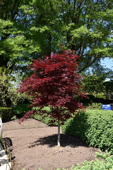 Click to view full-size photo of Fireglow Japanese Maple (Acer palmatum 'Fireglow') at Oakland Nurseries Inc Fireglow Japanese Maple Tree, Fireglow Japanese Maple, Small Landscape Trees, Bloodgood Japanese Maple, Spring Landscaping, Low Maintenance Shrubs, Yard Inspiration, Roof Gardens, Spring Planting