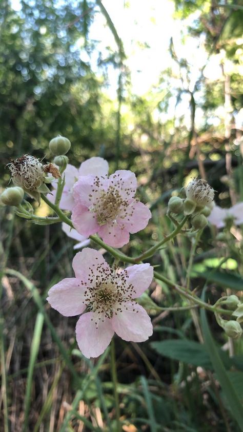 Bramble Plant, Blackberry Flower, Blackberry Vine, Rubus Fruticosus, Flowers Reference, Blackberry Tattoo, Autumn Fruits, Flower People, Recipe Book Design